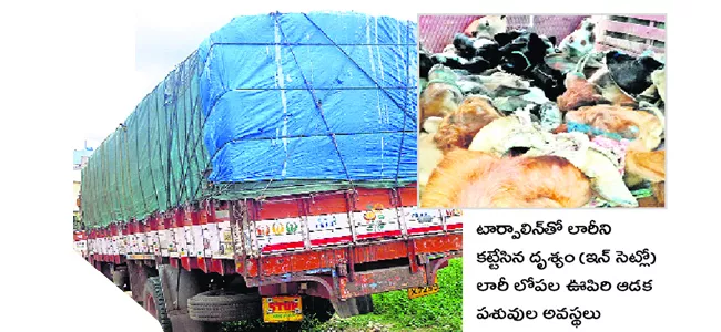 no Clauses in animal transports in peeleru market - Sakshi