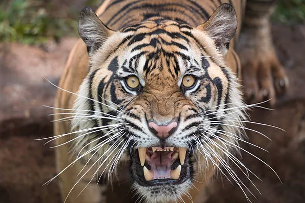 tigers and cheetahs are living in nallamala amrabad forest - Sakshi