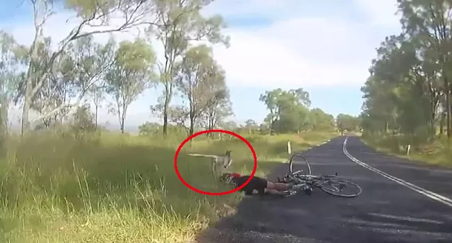 Kangaroo Crashes into Cyclist in Australia - Sakshi