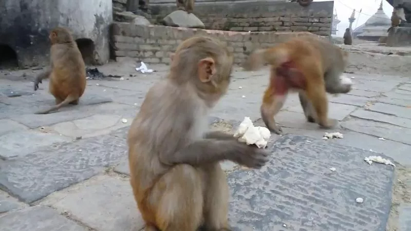 people are facing problems with monkeys  - Sakshi