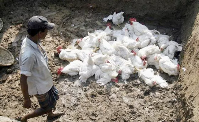 bird flue in karnataka - Sakshi