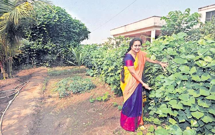 Vegetables and celery cultivation in nature farming practices in Srikakulam 'Rims' campus - Sakshi