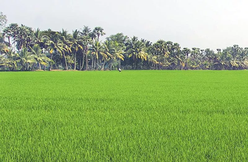 Reduced the kharif paddy yield - Sakshi