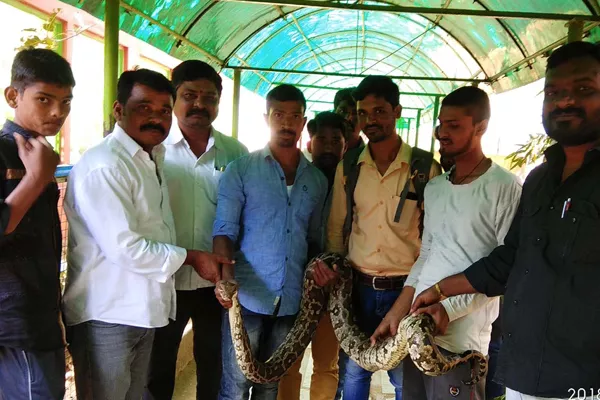 python is handover to forest department - Sakshi