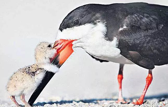 bird loves mummy - Sakshi