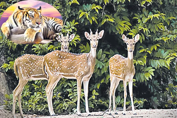 Thousand deer to Kavwal - Sakshi