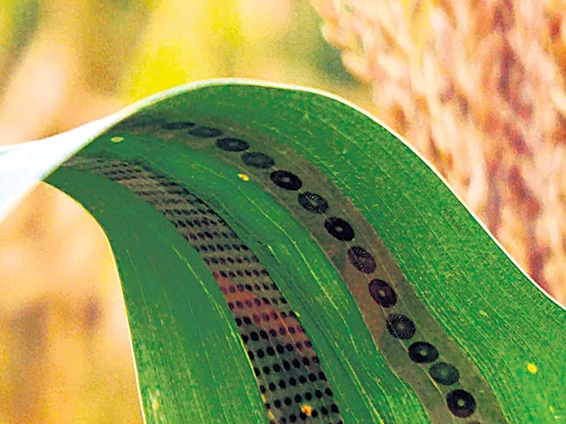 Engineers make wearable sensors for plants, enabling measurements of water use in crops - Sakshi