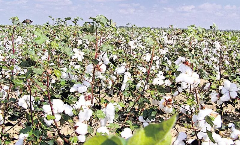 Cotton seed gene purity tests - Sakshi