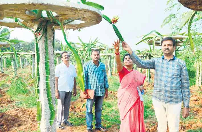 Promising dragon fruit cultivated - Sakshi