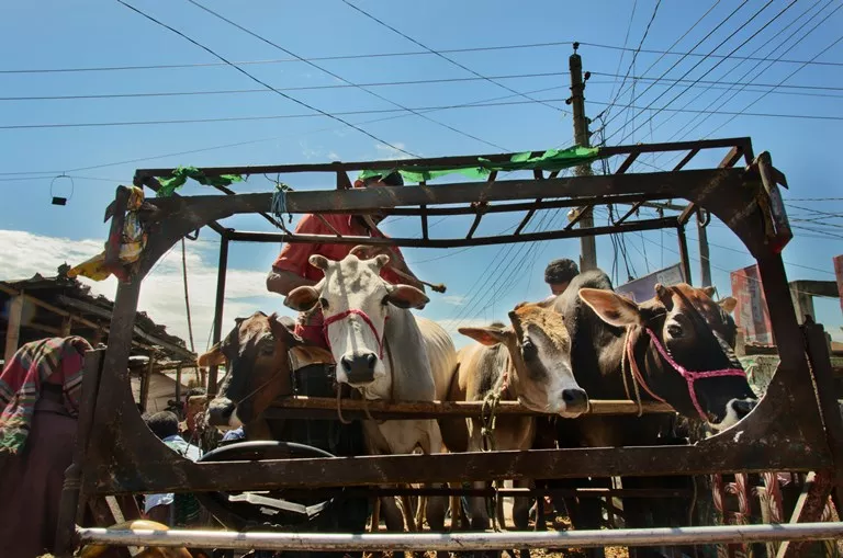 Special Branch police raids on Cattle smuggling - Sakshi