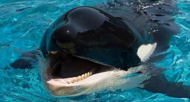 Killer Whale Mimics Human Language For First Time - Sakshi