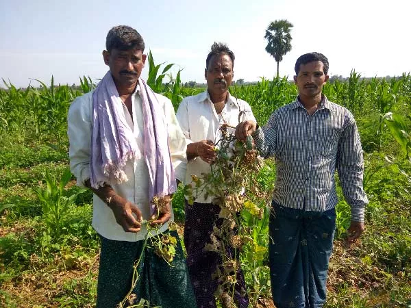 Problems Faced by the Farmers due to Duplicate Seeds in khammam - Sakshi