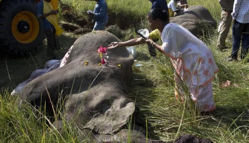 Elephants killed by speeding train in Assam - Sakshi