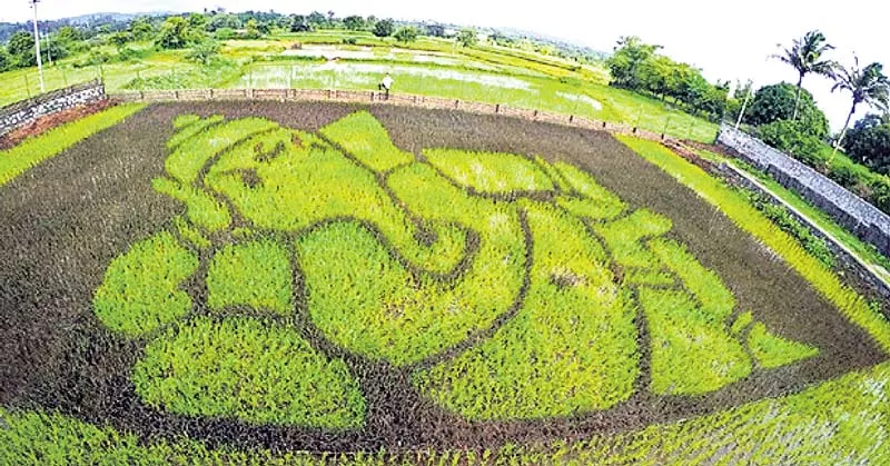 Artful rice field! - Sakshi