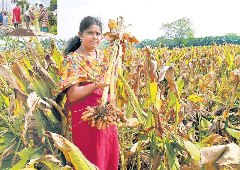 Life is the livelihood! agricultr female former konda usharani - Sakshi