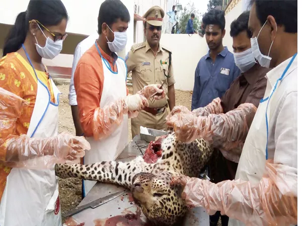 cheetah dies in the road accident - Sakshi