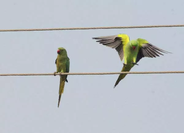 love birds parrots love scene caught on camera - Sakshi