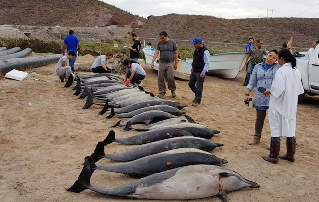 Dead Dolphins at Mexican beach Shore - Sakshi