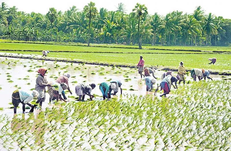 rabi rice seeding 120% - Sakshi