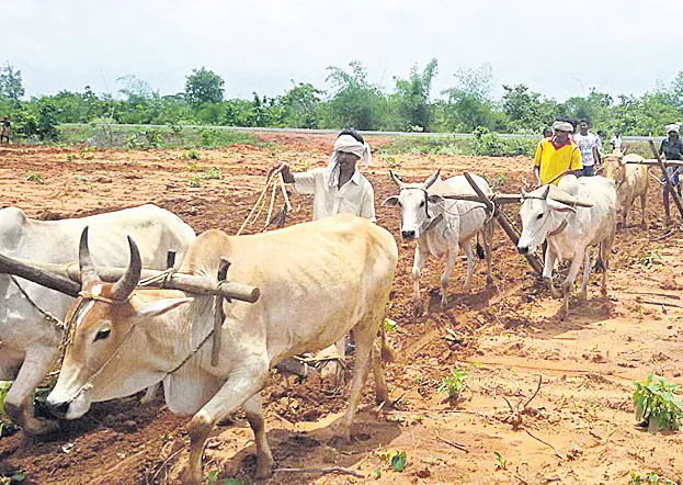 An uncertainty about the long-term agricultural loans - Sakshi