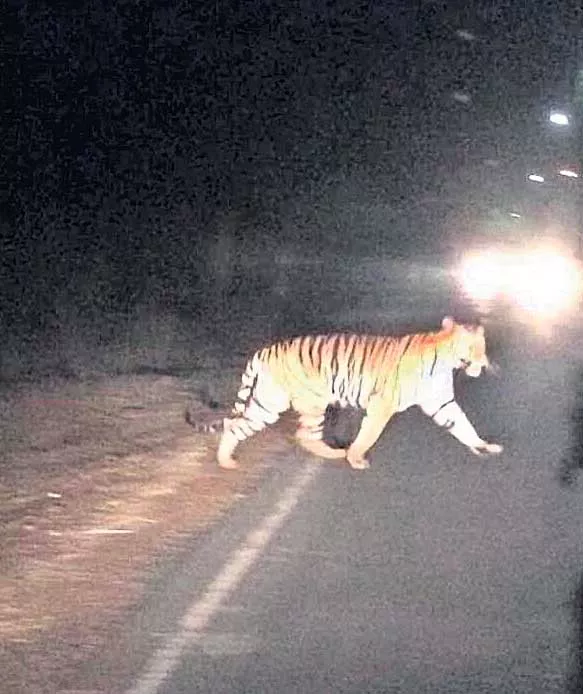 Tiger on the road in Nallamala - Sakshi