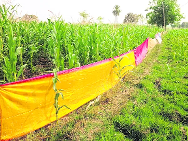 Pigs Spoil Crops In nizamabad district - Sakshi