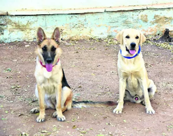 sniffer dogs sent to new district - Sakshi