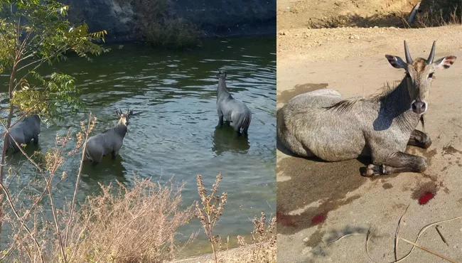 Neel gays  fallen in the singeetham reservoir - Sakshi