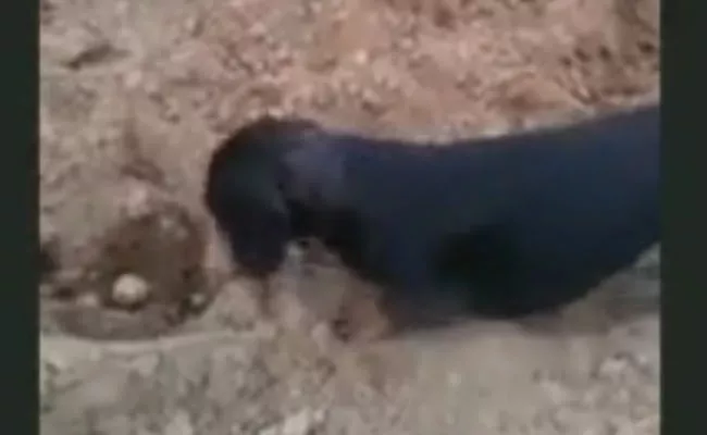 dog helps his master in planting potatoes on farm - Sakshi