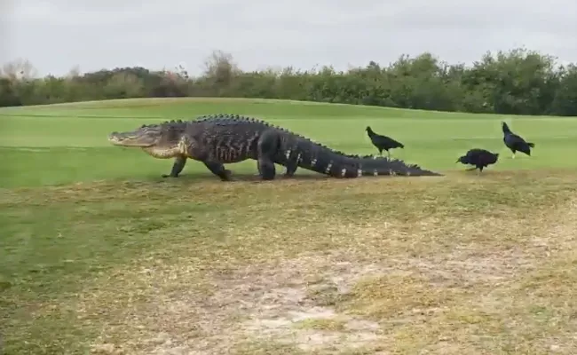 Godzilla Size Alligator appears in Florida Golf Court - Sakshi