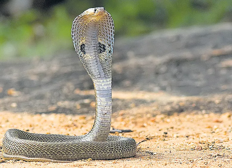 snakebite medicine is not available at the time - Sakshi