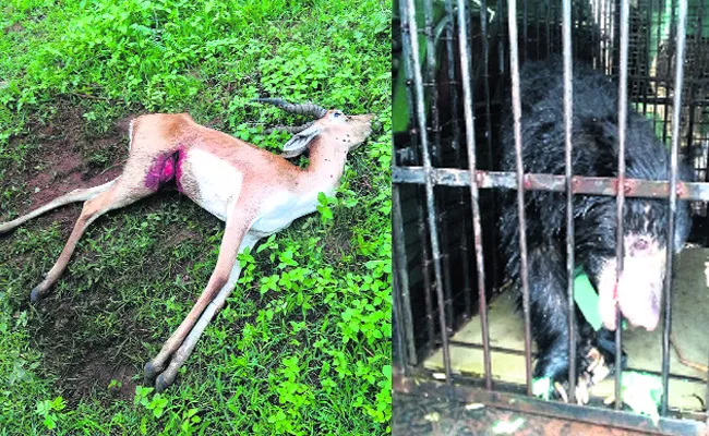 Wildlife animals deaths in forests - Sakshi