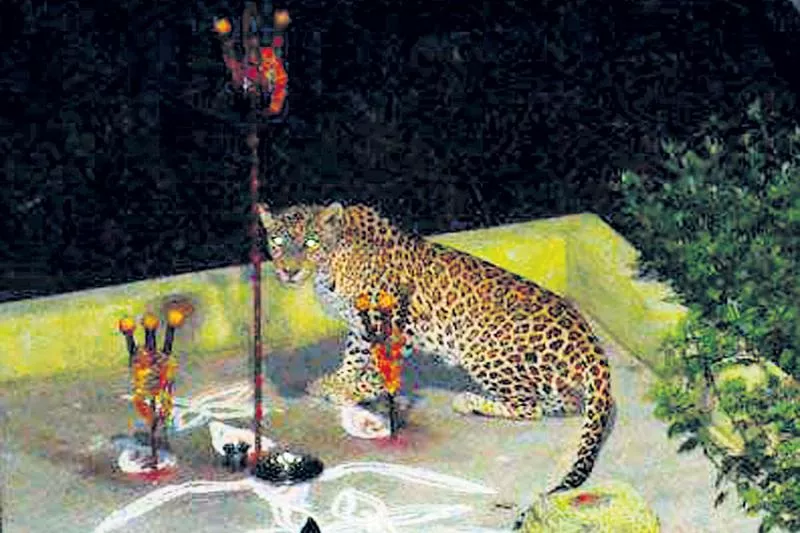 cheetah halchal again in the Thirumala - Sakshi