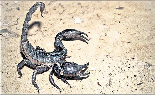 scientists says arthritis treatment with scorpion poison - Sakshi