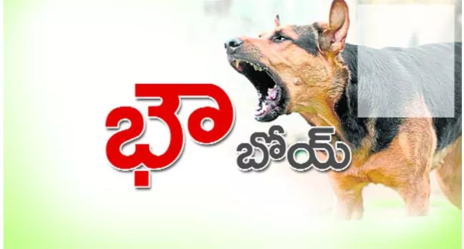 problems with dogs - Sakshi