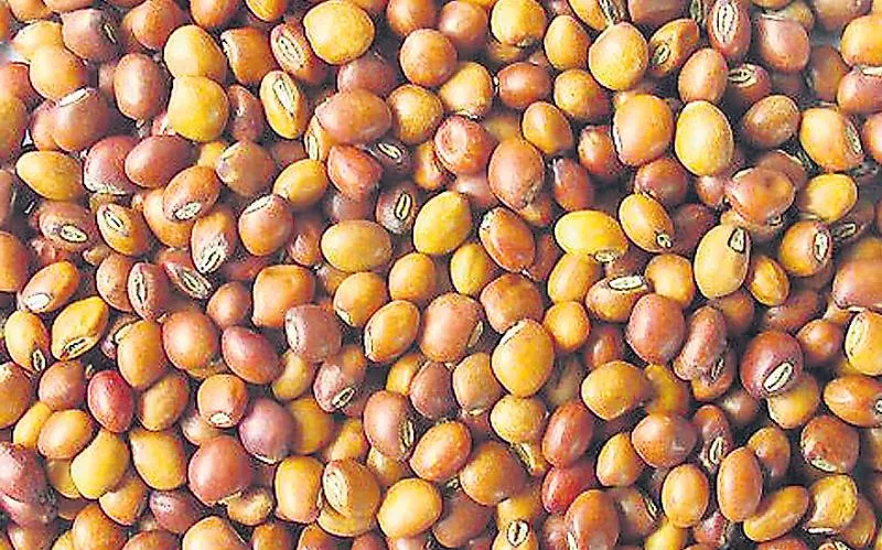 Pigeon pea purchases bandh from today - Sakshi