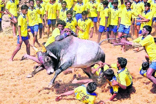 Pleas against law allowing Jalikattu referred to Constitution bench - Sakshi