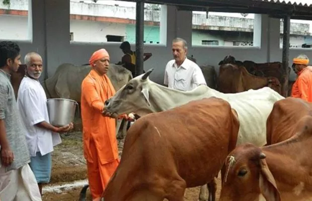 UP govt moots use of cow urine to make medicines  - Sakshi