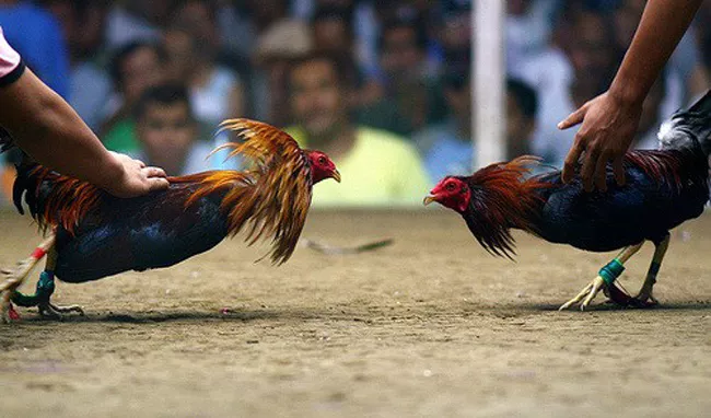 Tanuku Court Sentenced Cock Fighters - Sakshi