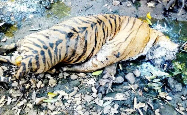 tiger dead after eat Porcupine in mudhumalai - Sakshi