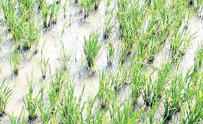 paddy crop effects with mogi purugu - Sakshi