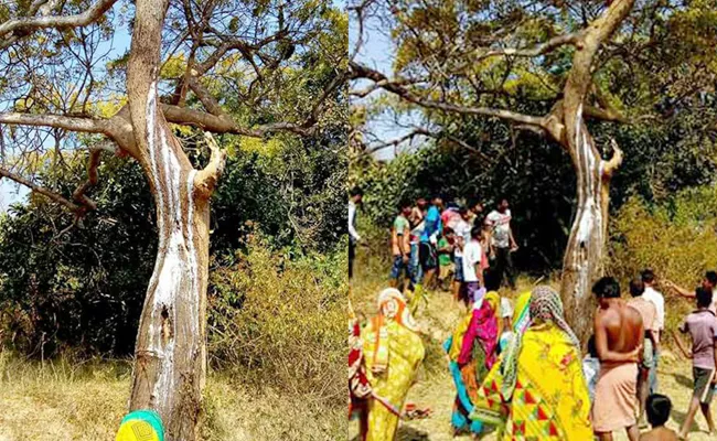 milk out from Neem tree in orissa state - Sakshi