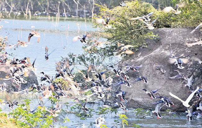 hyderabad city world of beautiful birds - Sakshi