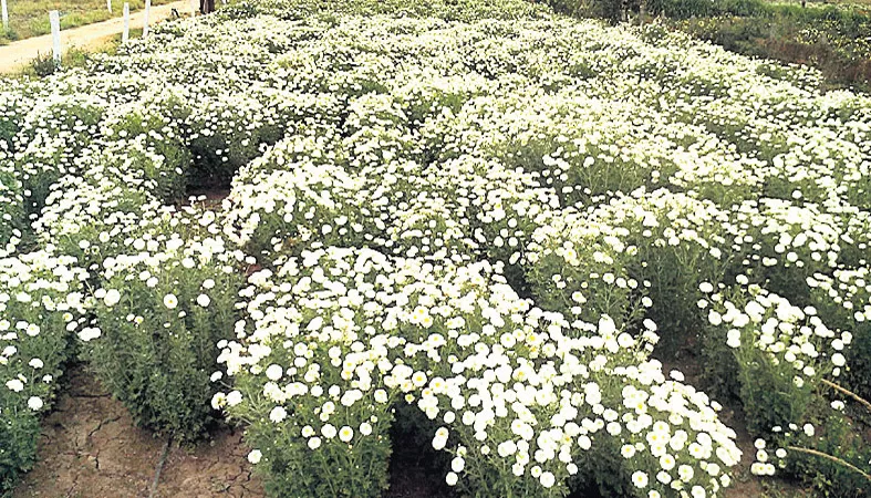 Flower prices fall - Sakshi