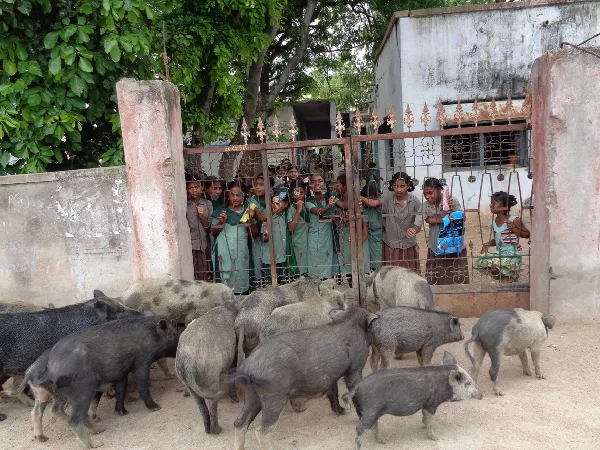 pigs problem in wanaparthy district - Sakshi