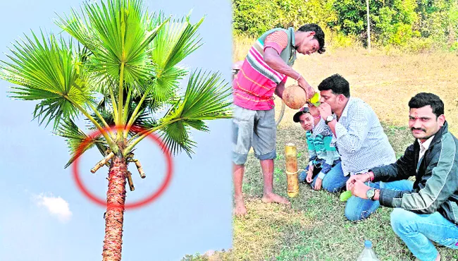 special Palm wine in jayashankar district - Sakshi