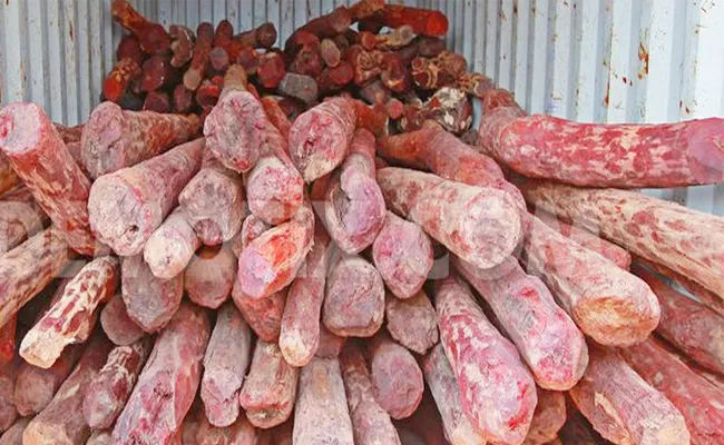 Agents for red wood smuggling Daily workers - Sakshi