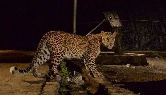 How Leopards Came To Live Peacefully With Mumbai Residents - Sakshi