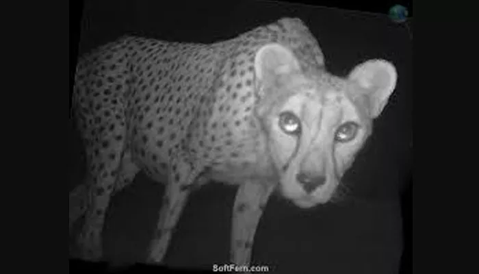 That's the cheetah - Sakshi