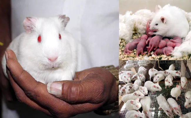 Karnataka Farmers Breeding White Mouses - Sakshi